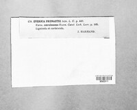 Evernia prunastri image